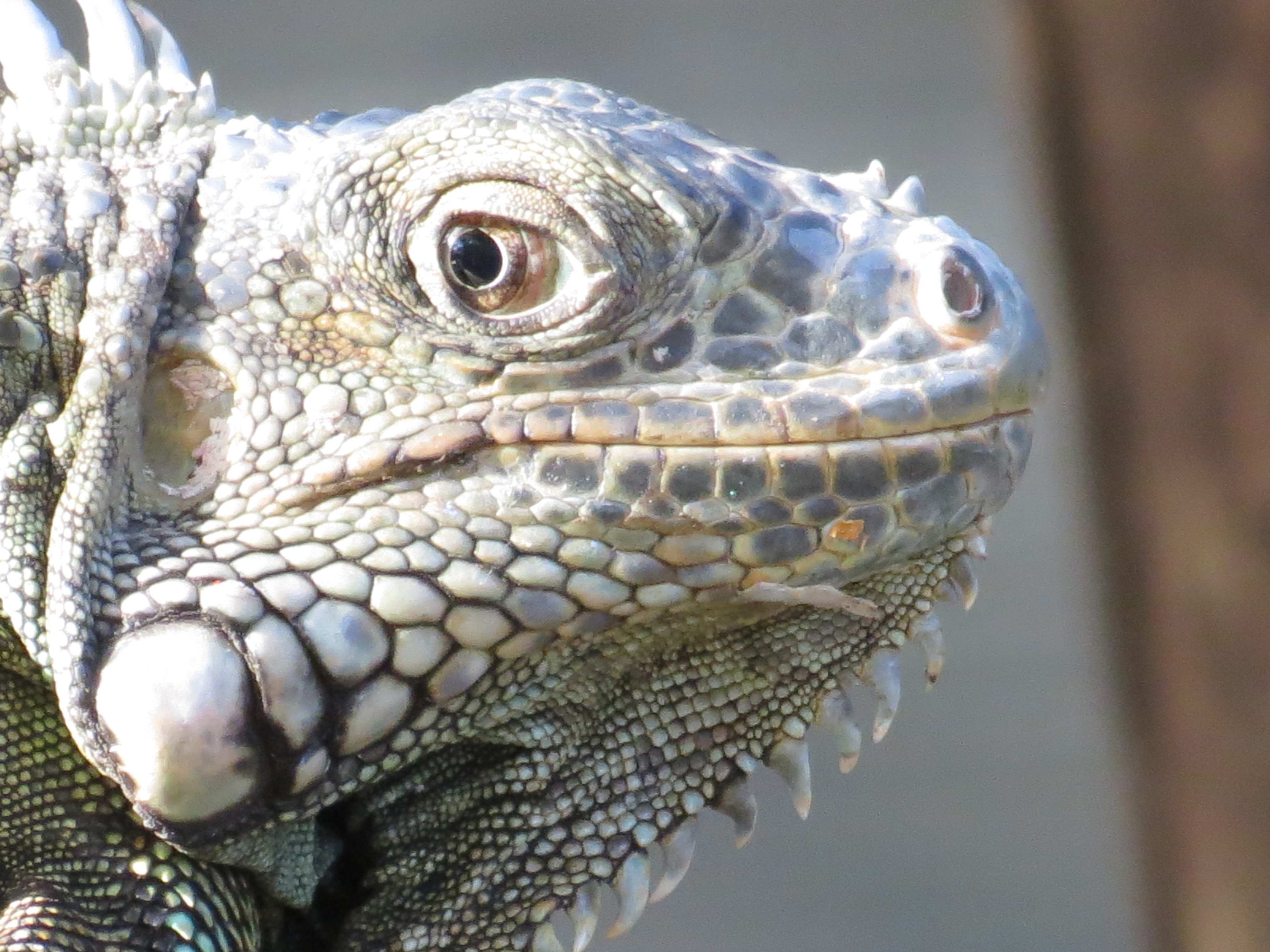 Belize – Screaming Hen